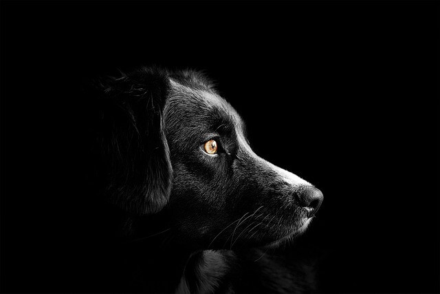 고양이 스크래쳐 취향 분석 수직형과 평판형 중 우리 집 아이가 좋아하는 재질 골라 가구 긁힘 방지한 팁 제대로 알면 달라지는 선택
